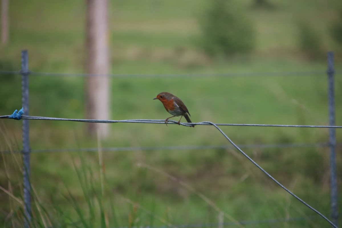Rougegorge familier - ML100671041