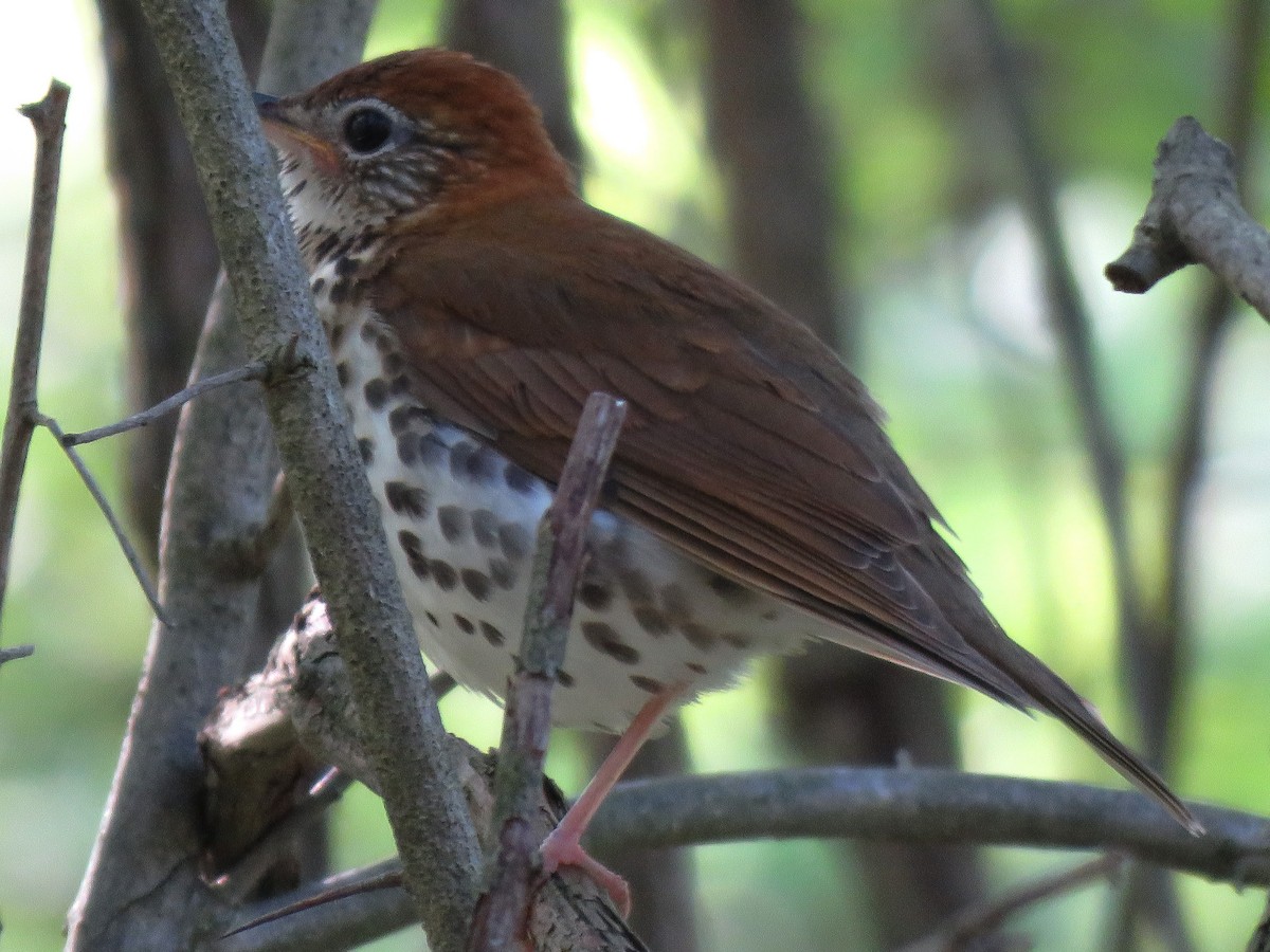 Wood Thrush - ML100671731