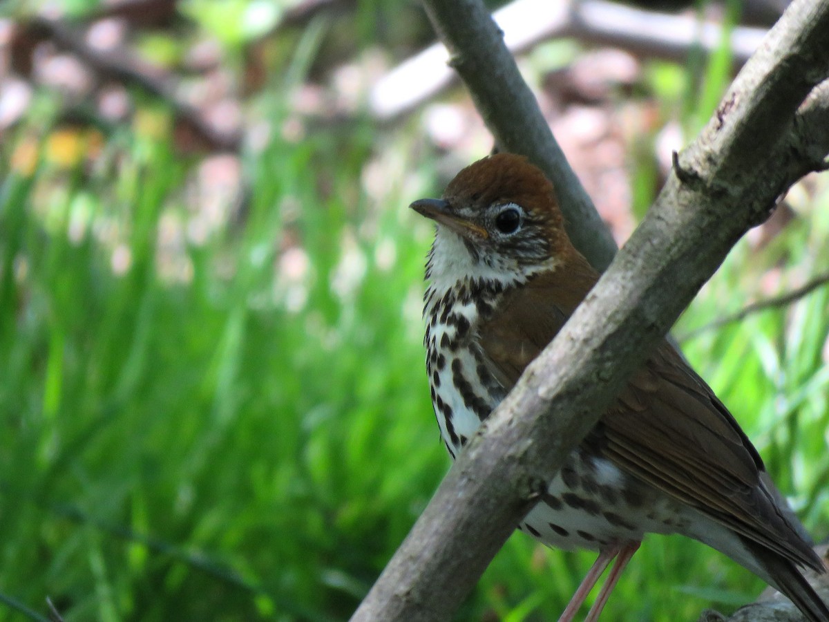 Wood Thrush - ML100671741