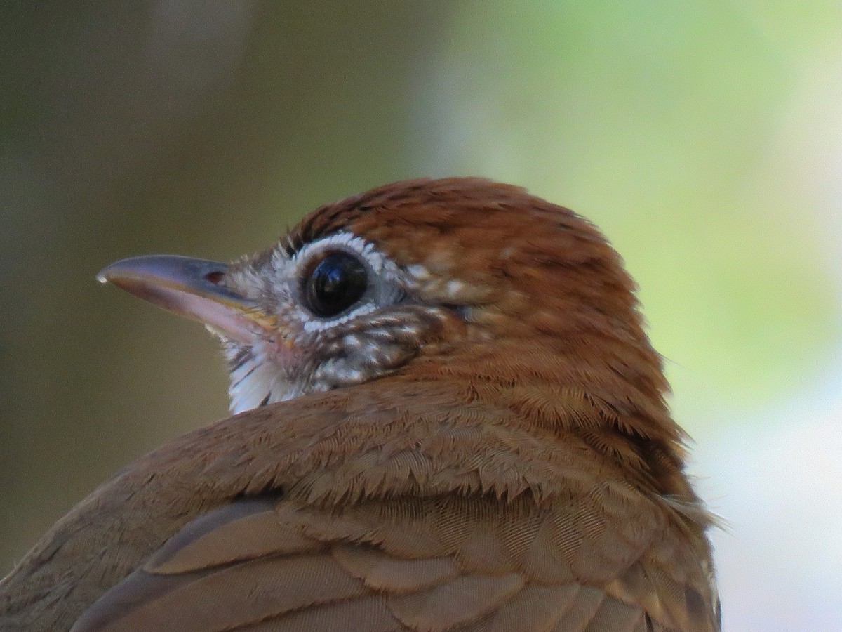 Wood Thrush - ML100671751