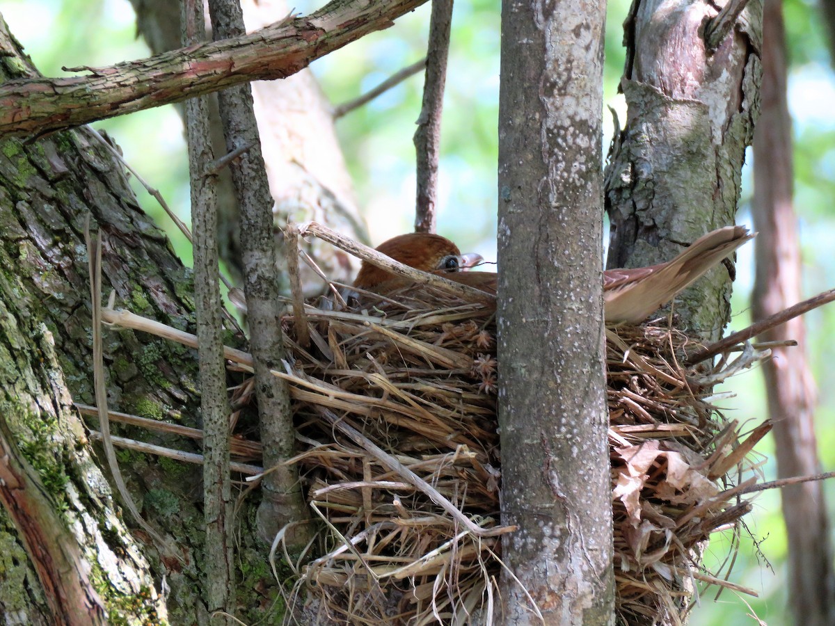 Wood Thrush - ML100671801