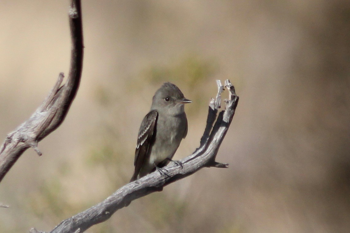 Western Wood-Pewee - ML100673521