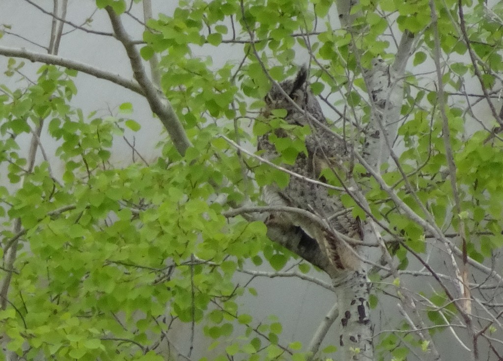 Great Horned Owl - ML100673581