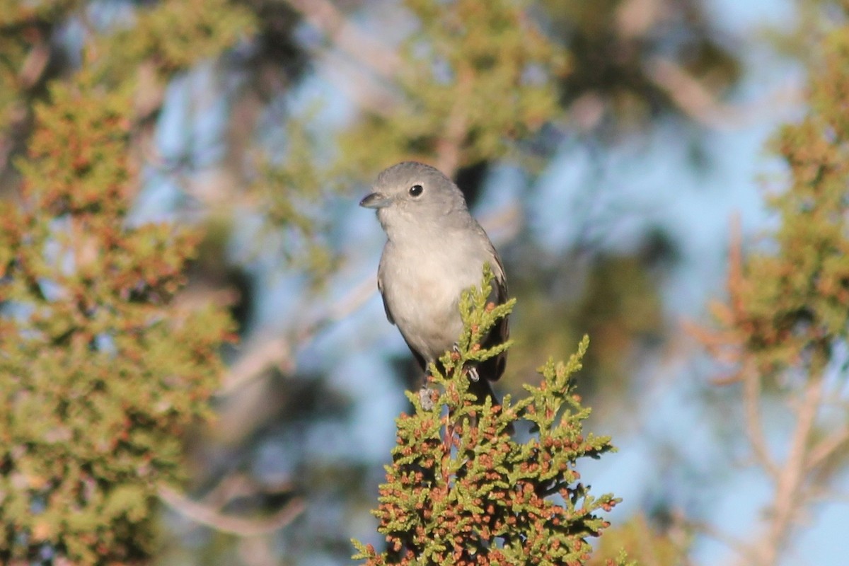 Gray Vireo - ML100673721