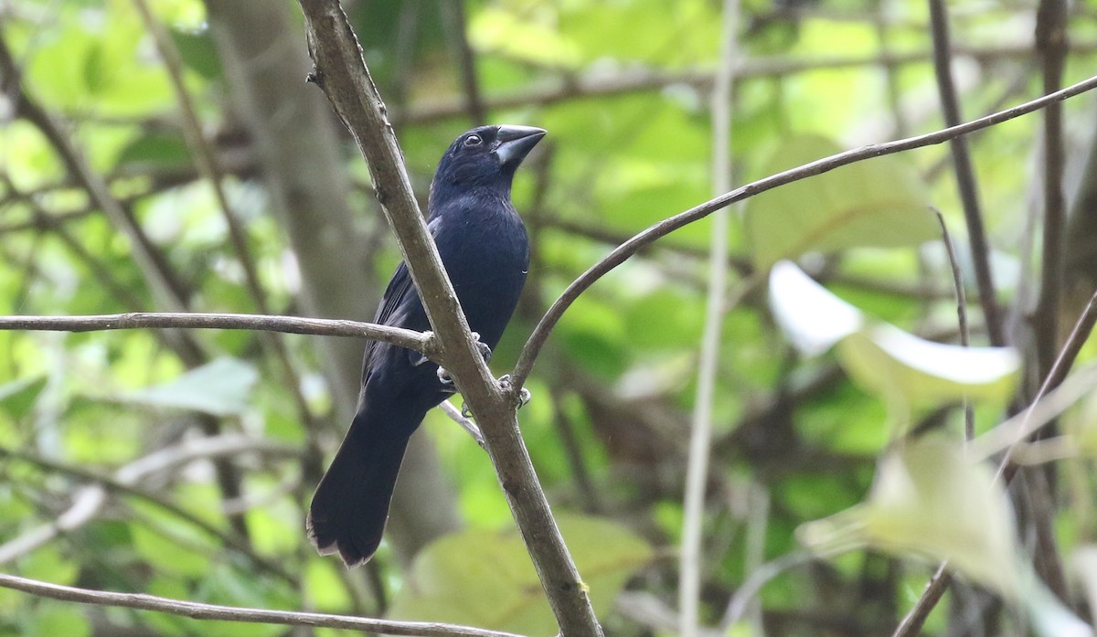 Blue-black Grosbeak - ML100673981