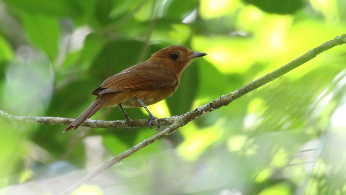 Rufous Piha - Michael Woodruff