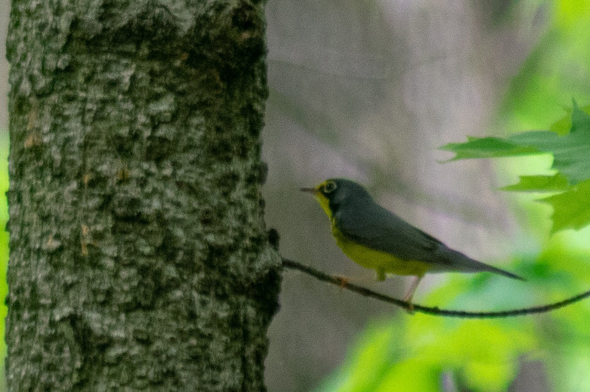 Canada Warbler - ML100676221