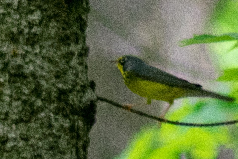 Canada Warbler - ML100676241