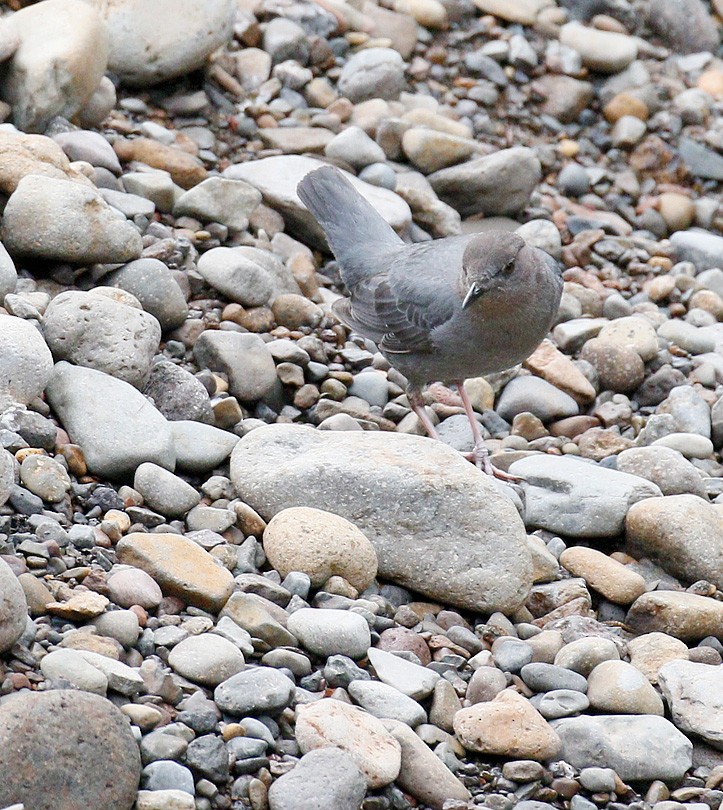 American Dipper - ML100677361