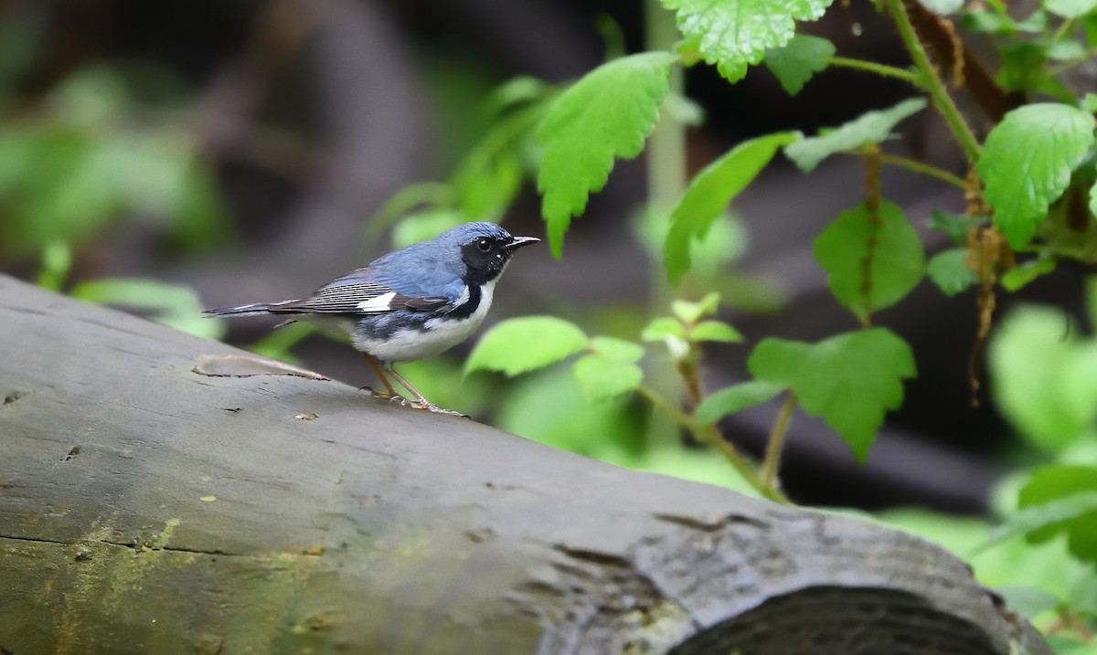 Black-throated Blue Warbler - ML100677401