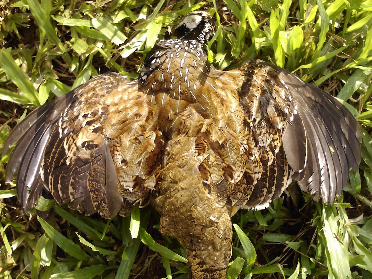 Francolin de Latham - ML100680461