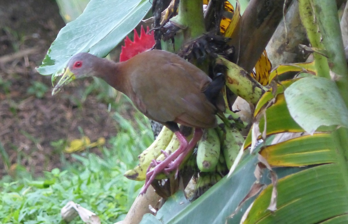 Brown Wood-Rail - ML100680491