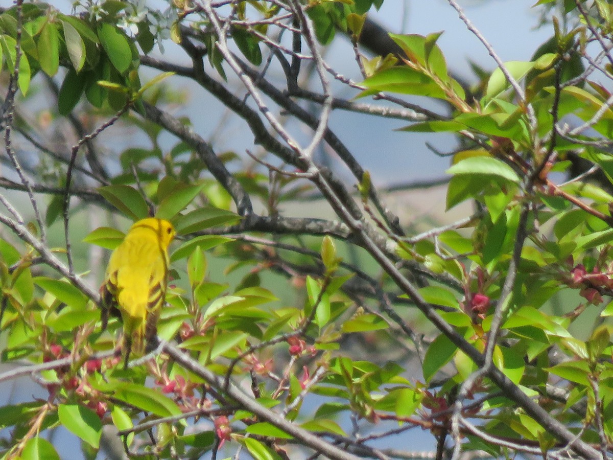 Yellow Warbler - ML100680851