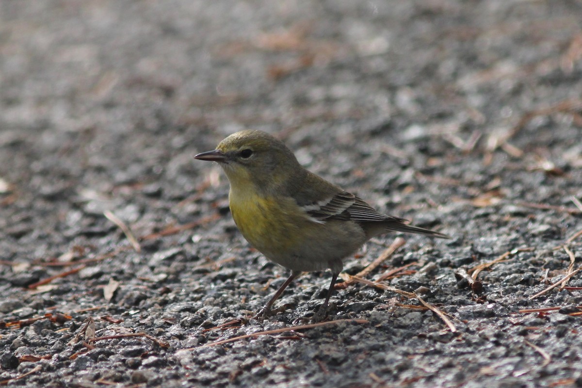 Pine Warbler - Edward Landi