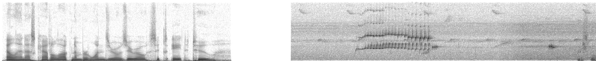 Western Fire-eye (maura Group) - ML100682