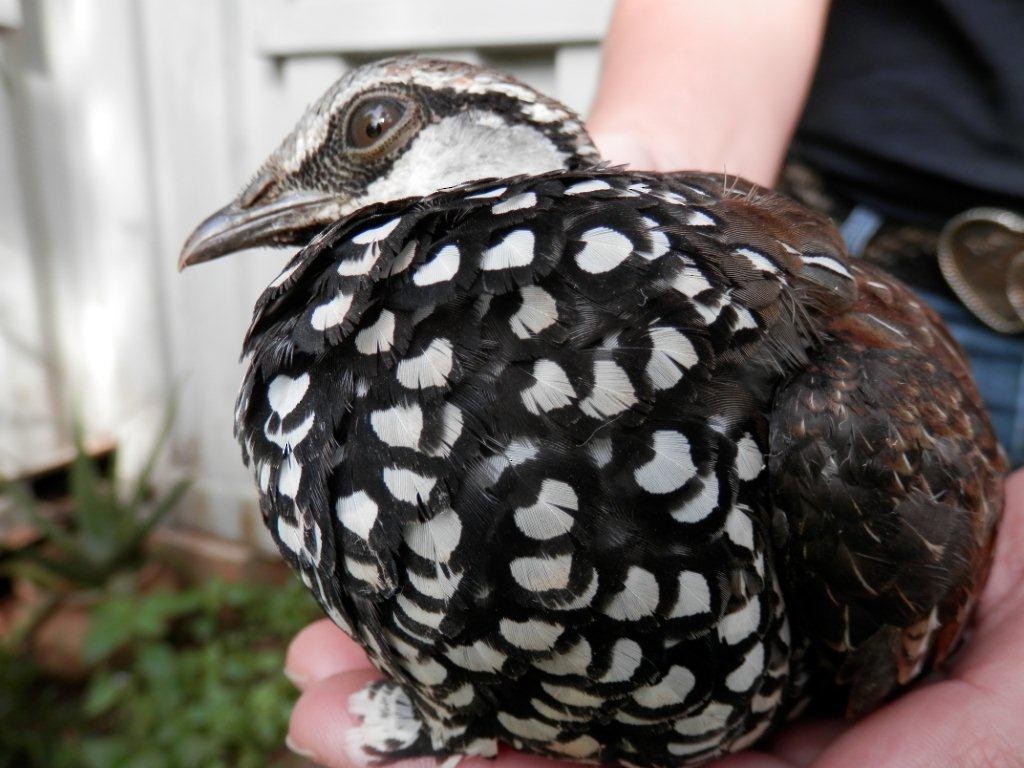 Latham's Francolin - ML100682161