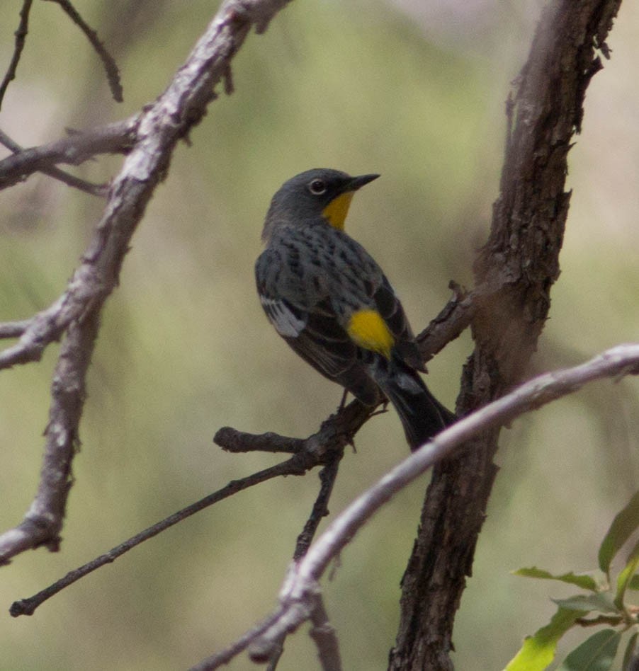 Yellow-rumped Warbler (Audubon's) - ML100682681