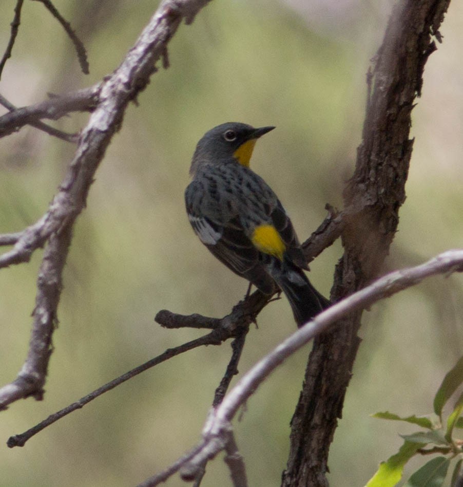 Kronenwaldsänger (Audubonwaldsänger) - ML100682681