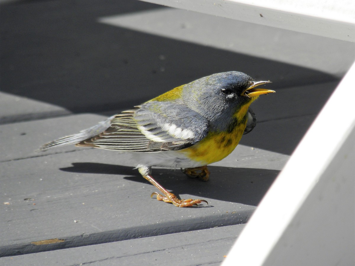 Northern Parula - ML100682731