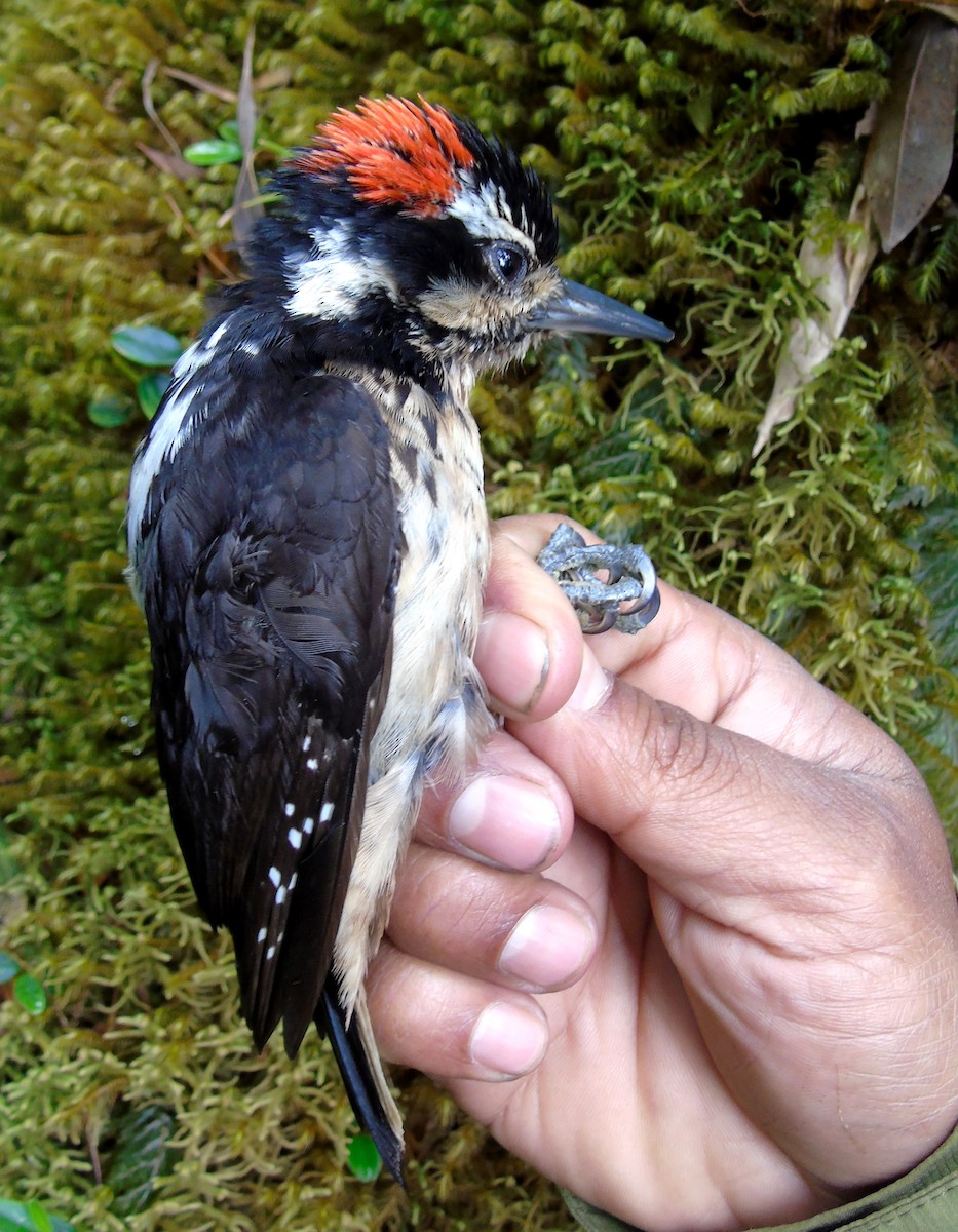 Hairy Woodpecker - ML100682751