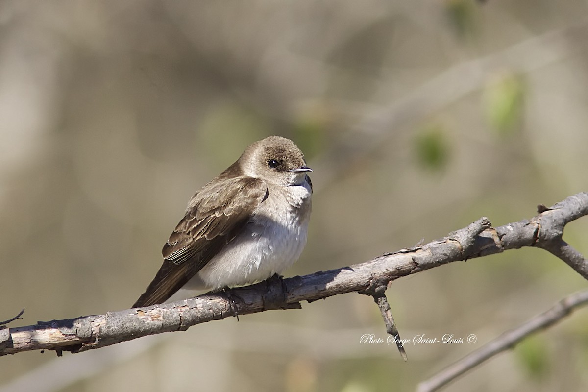 Northern Rough-winged Swallow - ML100685951