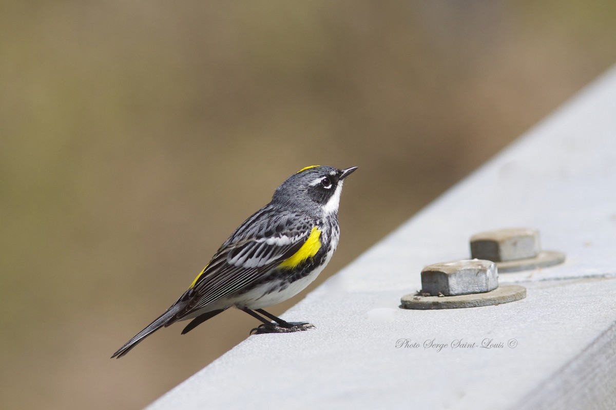 Yellow-rumped Warbler - ML100686441