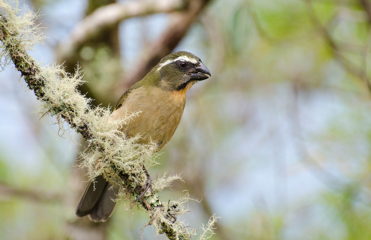 Thick-billed Saltator - ML100687431