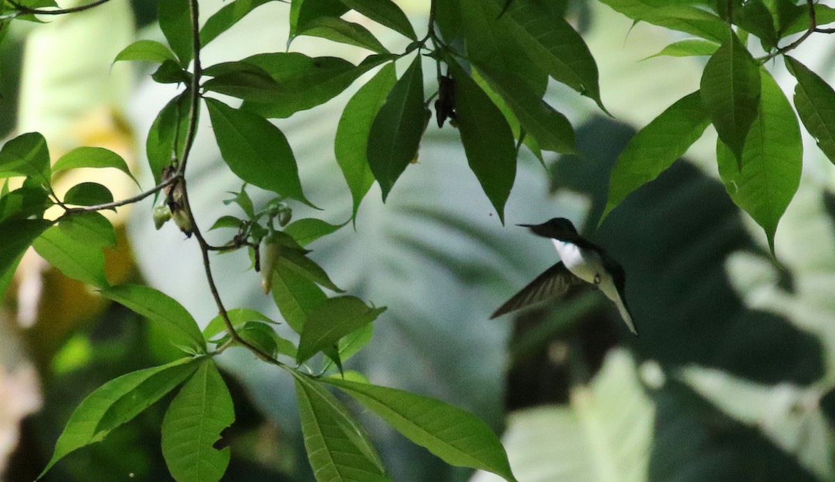 Purple-crowned Fairy - ML100687601