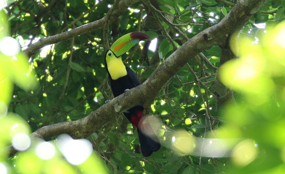 Keel-billed Toucan - ML100688331