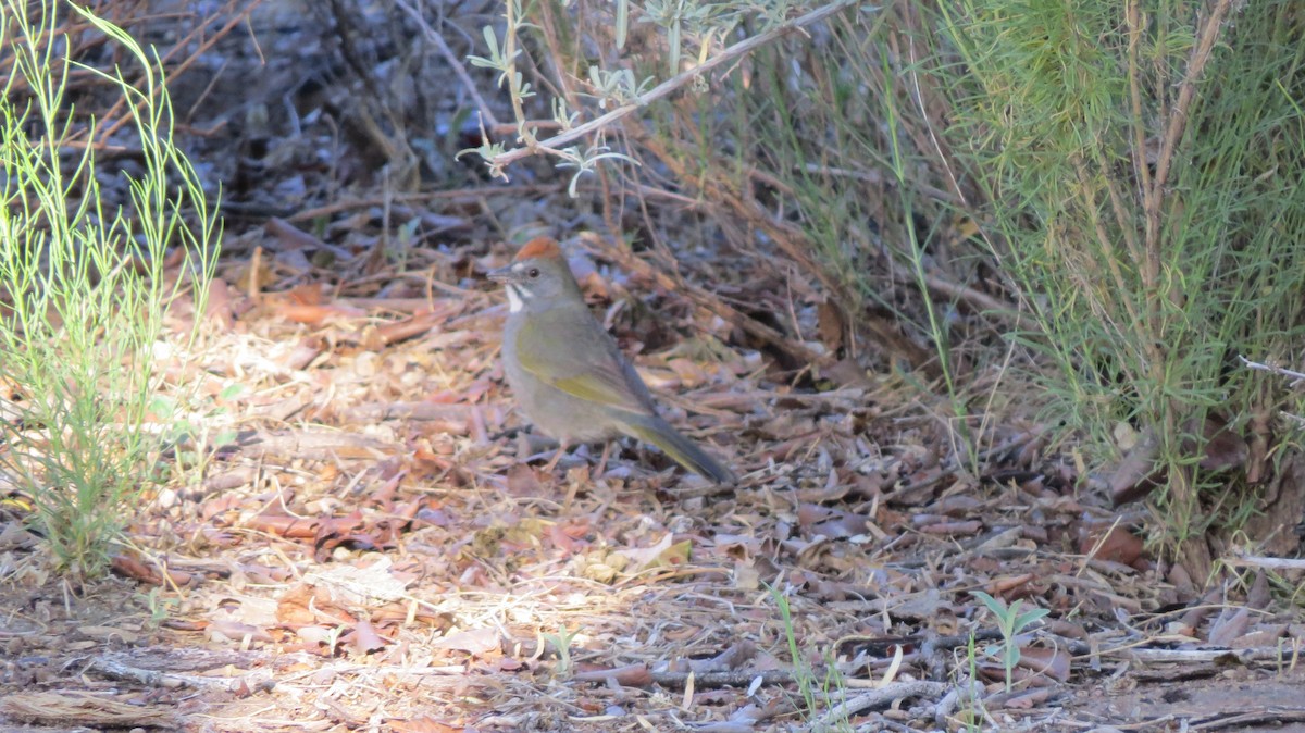 Green-tailed Towhee - ML100688561