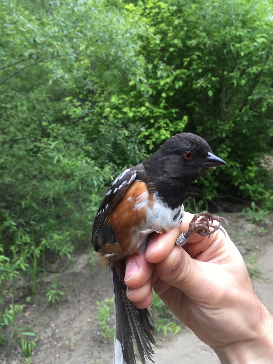 Spotted Towhee - ML100689651