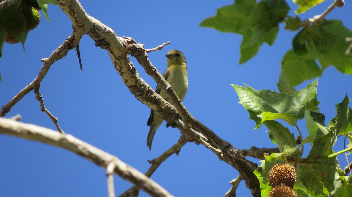 Lesser Goldfinch - ML100690391