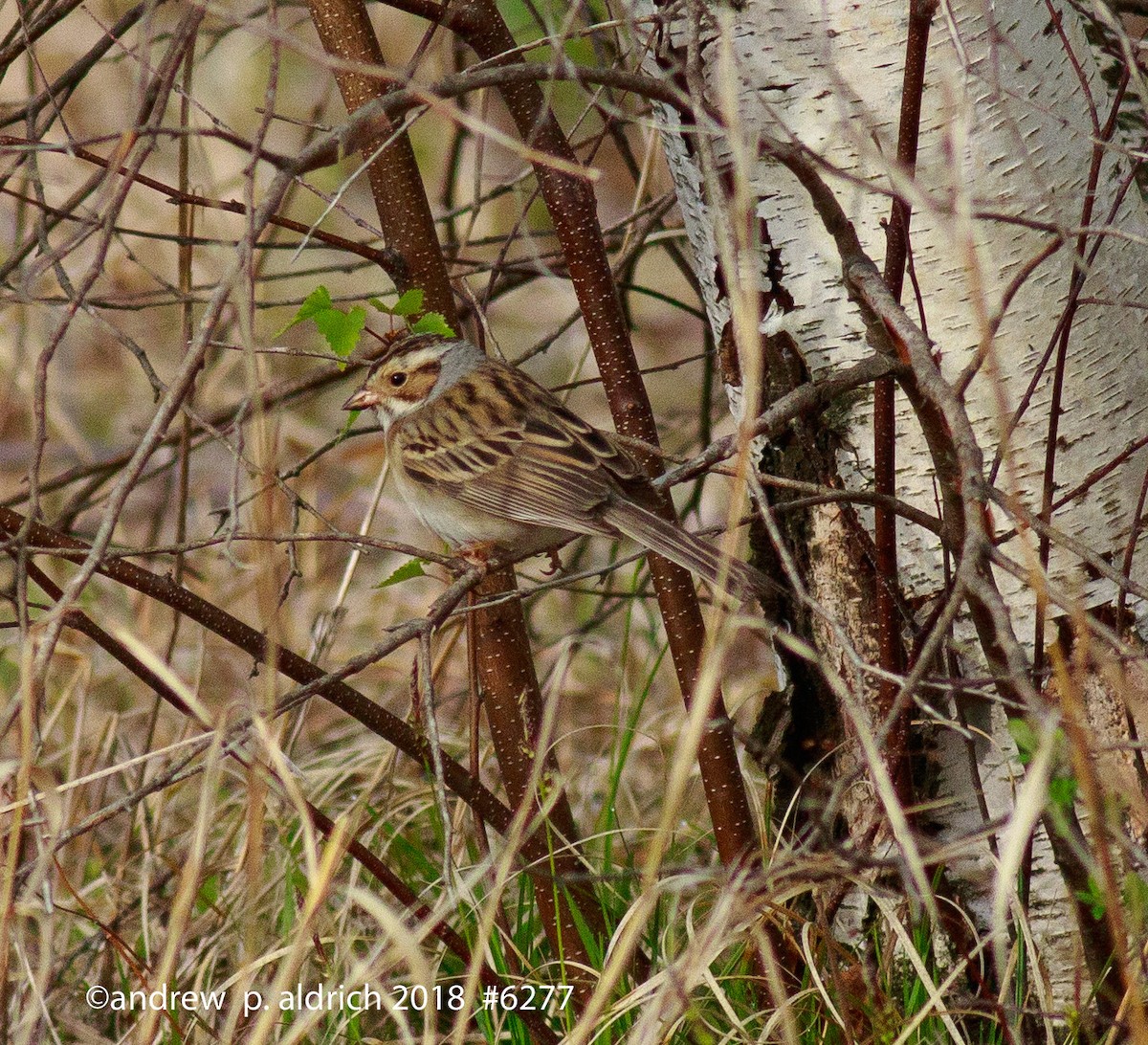 Clay-colored Sparrow - ML100691161