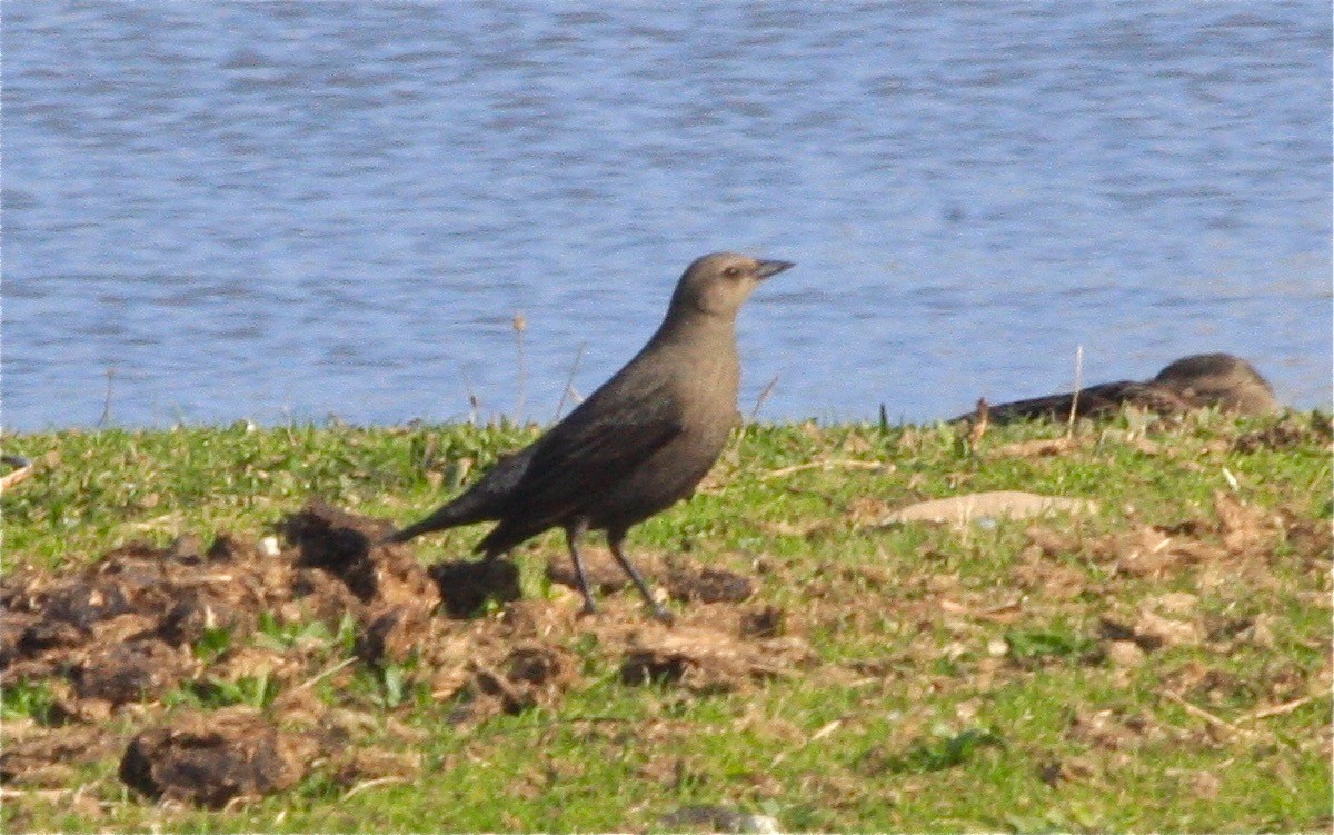 Brewer's Blackbird - ML100691241