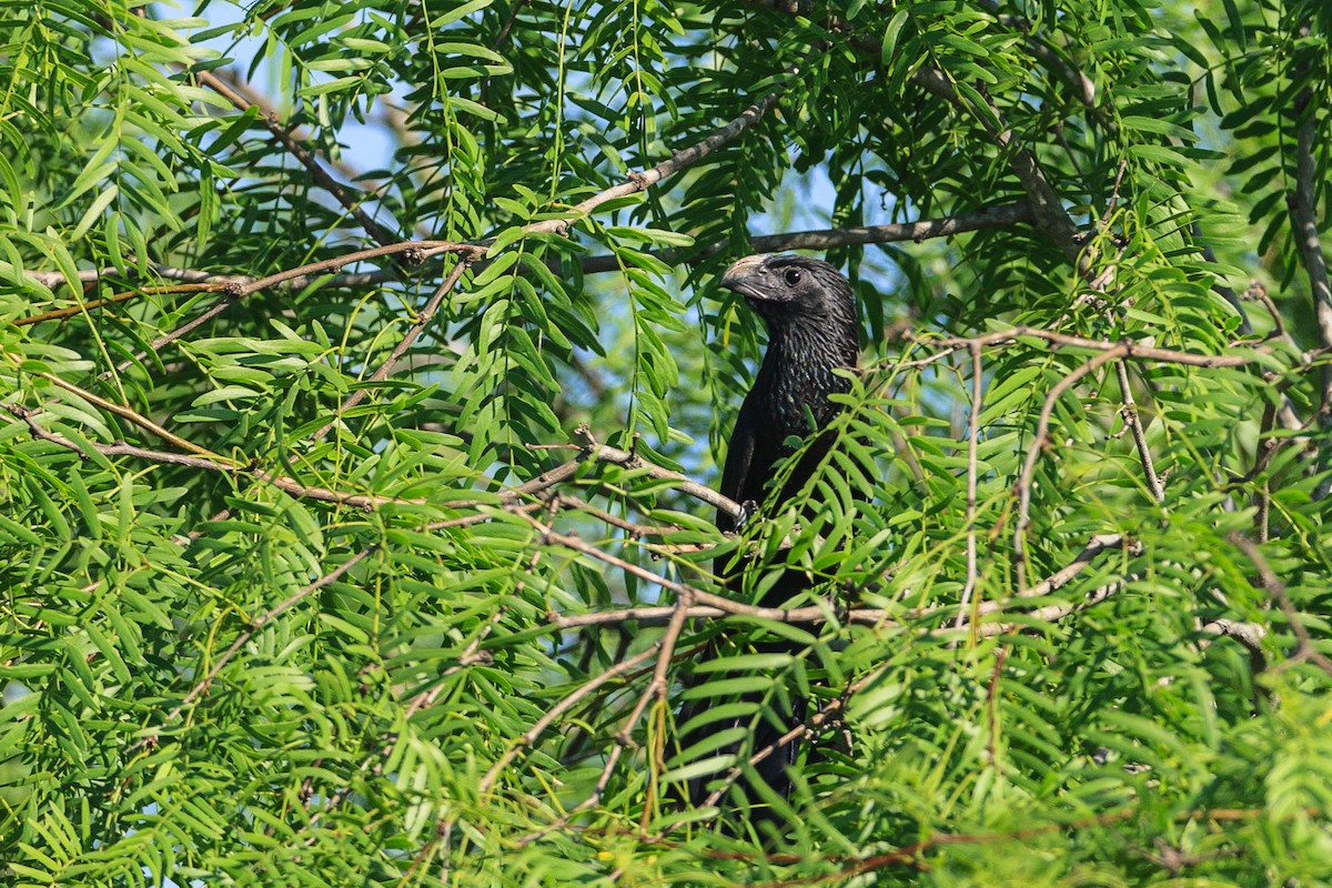 Groove-billed Ani - ML100692201
