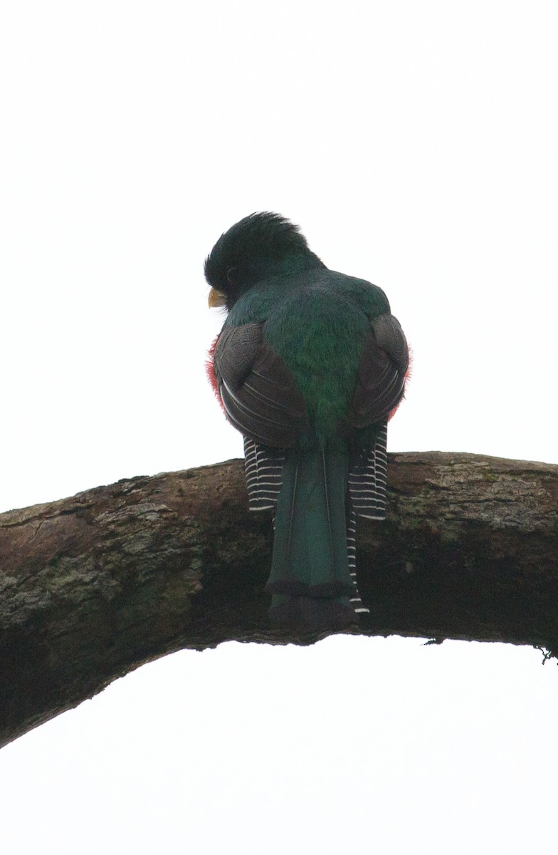 Trogon rosalba - ML100693101