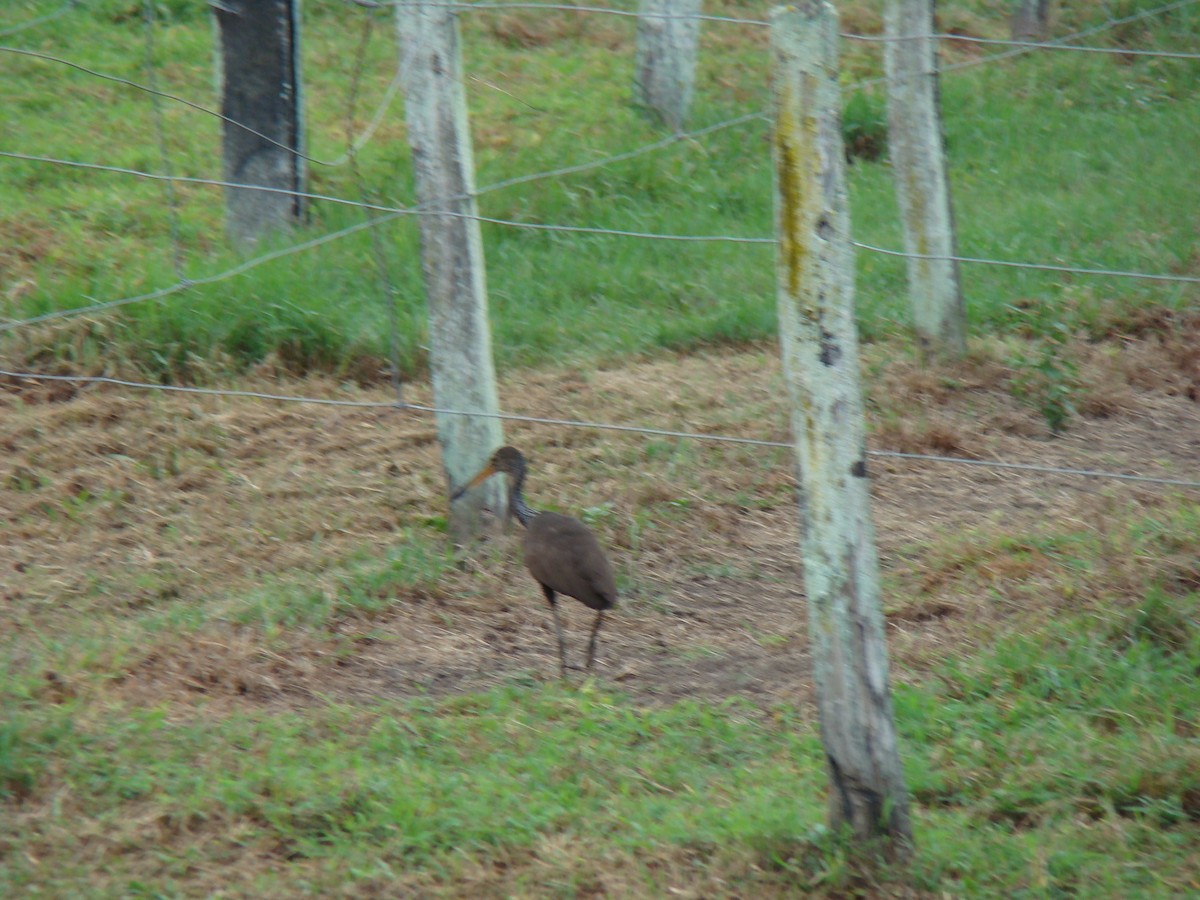 Limpkin - ML100693711