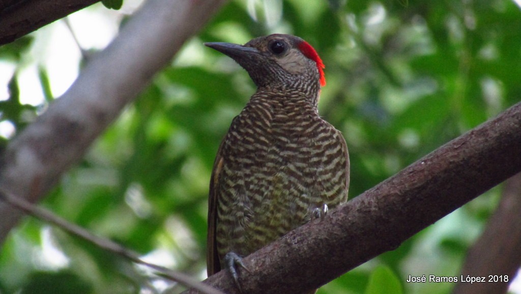 Golden-olive Woodpecker - Jose Ramos