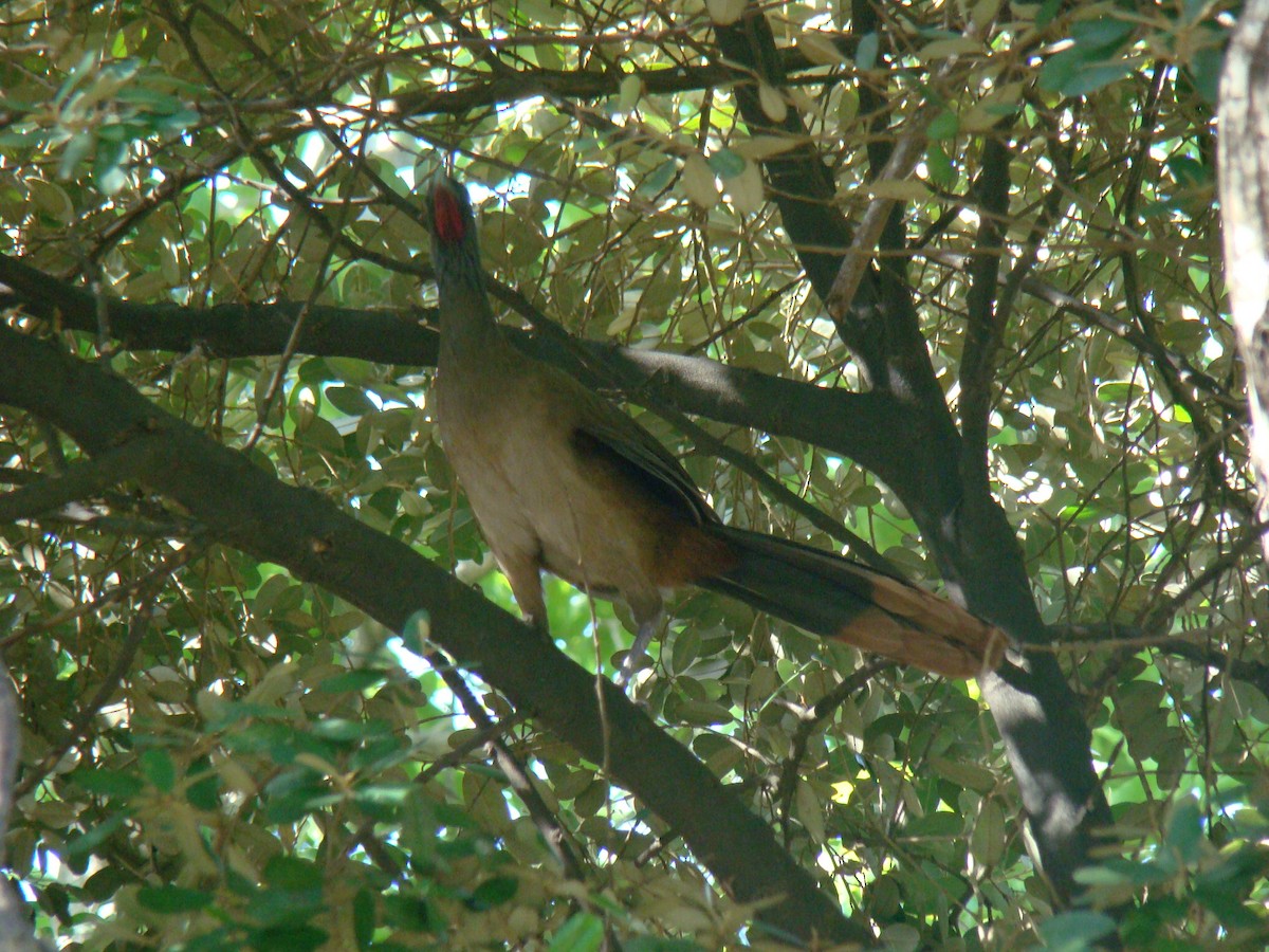 Rufous-vented Chachalaca - ML100694701