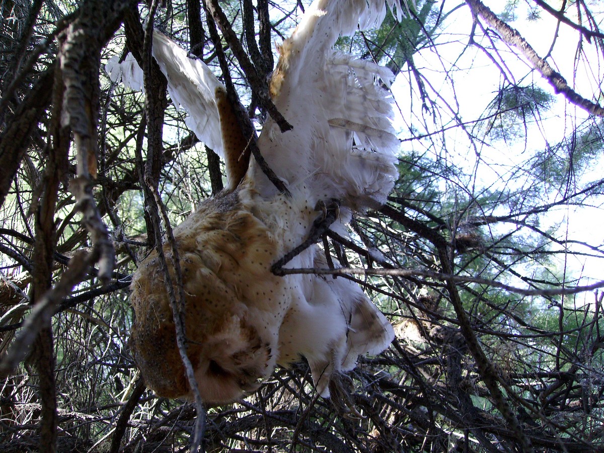 American Barn Owl - ML100695201