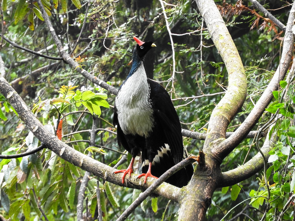 Horned Guan - ML100695901