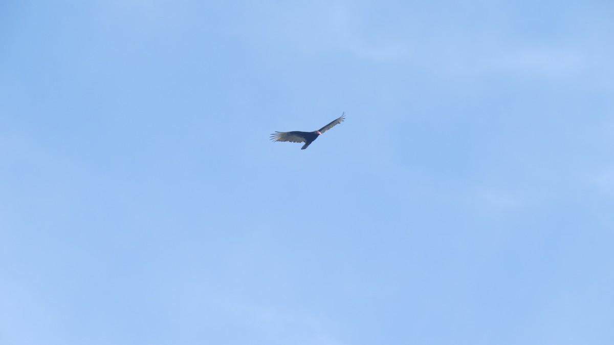 Turkey Vulture - ML100696521