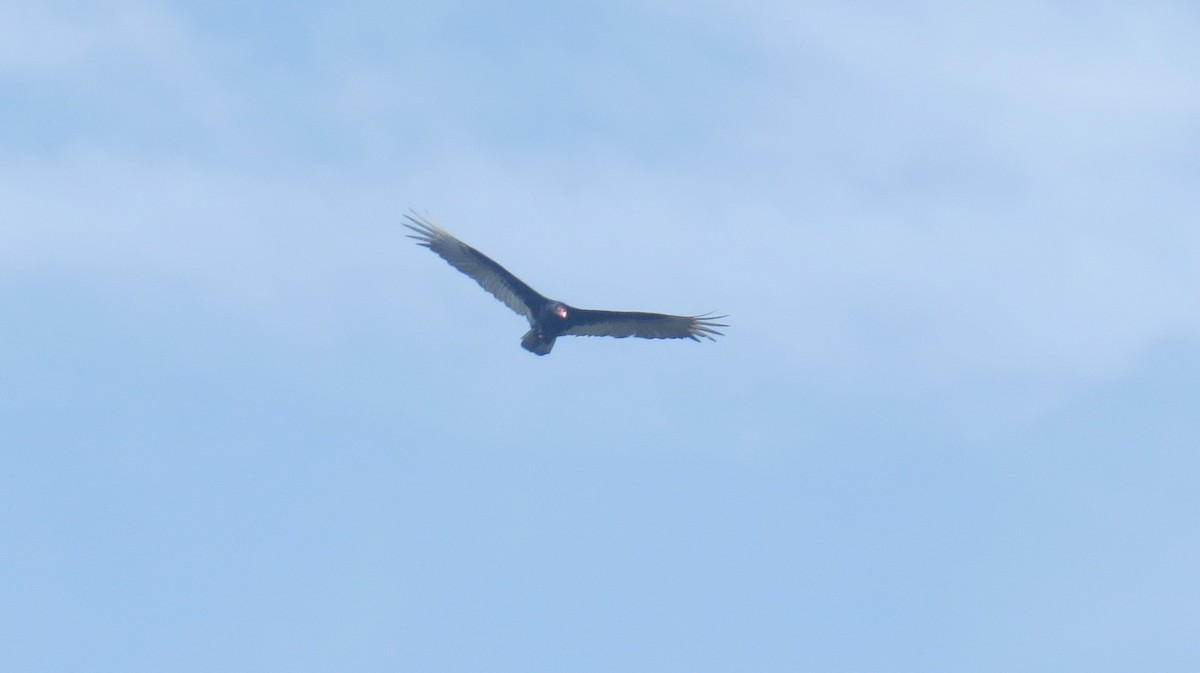 Turkey Vulture - ML100696531