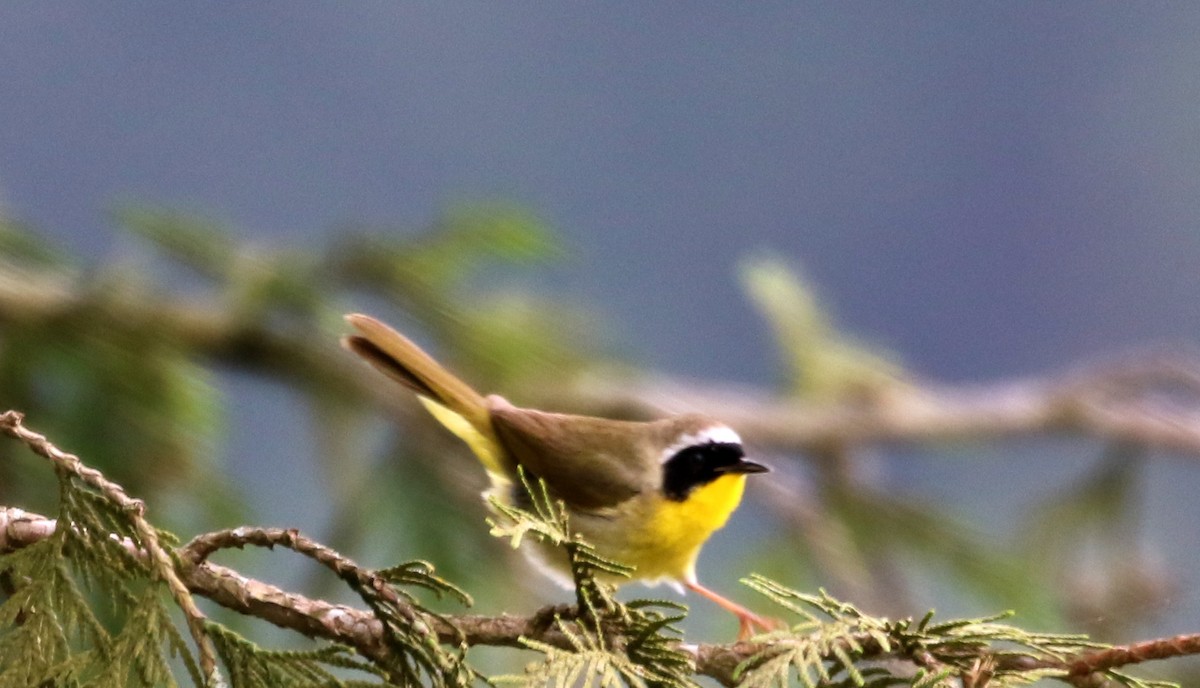 Common Yellowthroat - Mike Fung