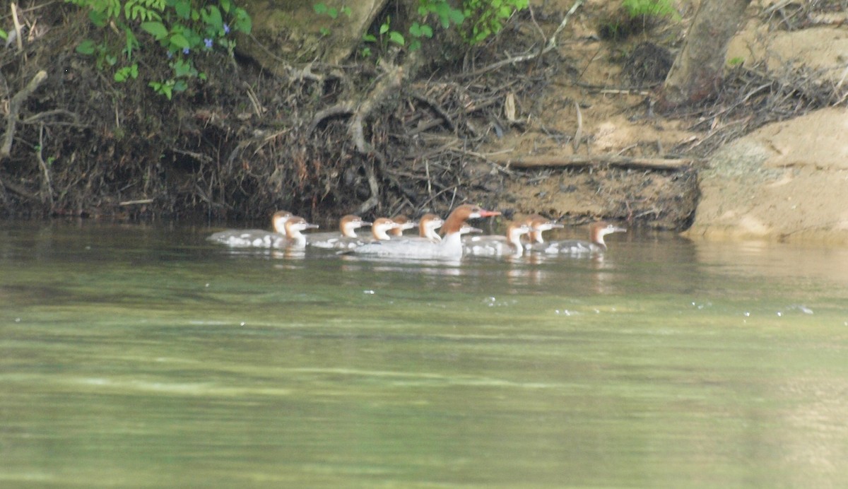 Common Merganser - Charles Nicholson