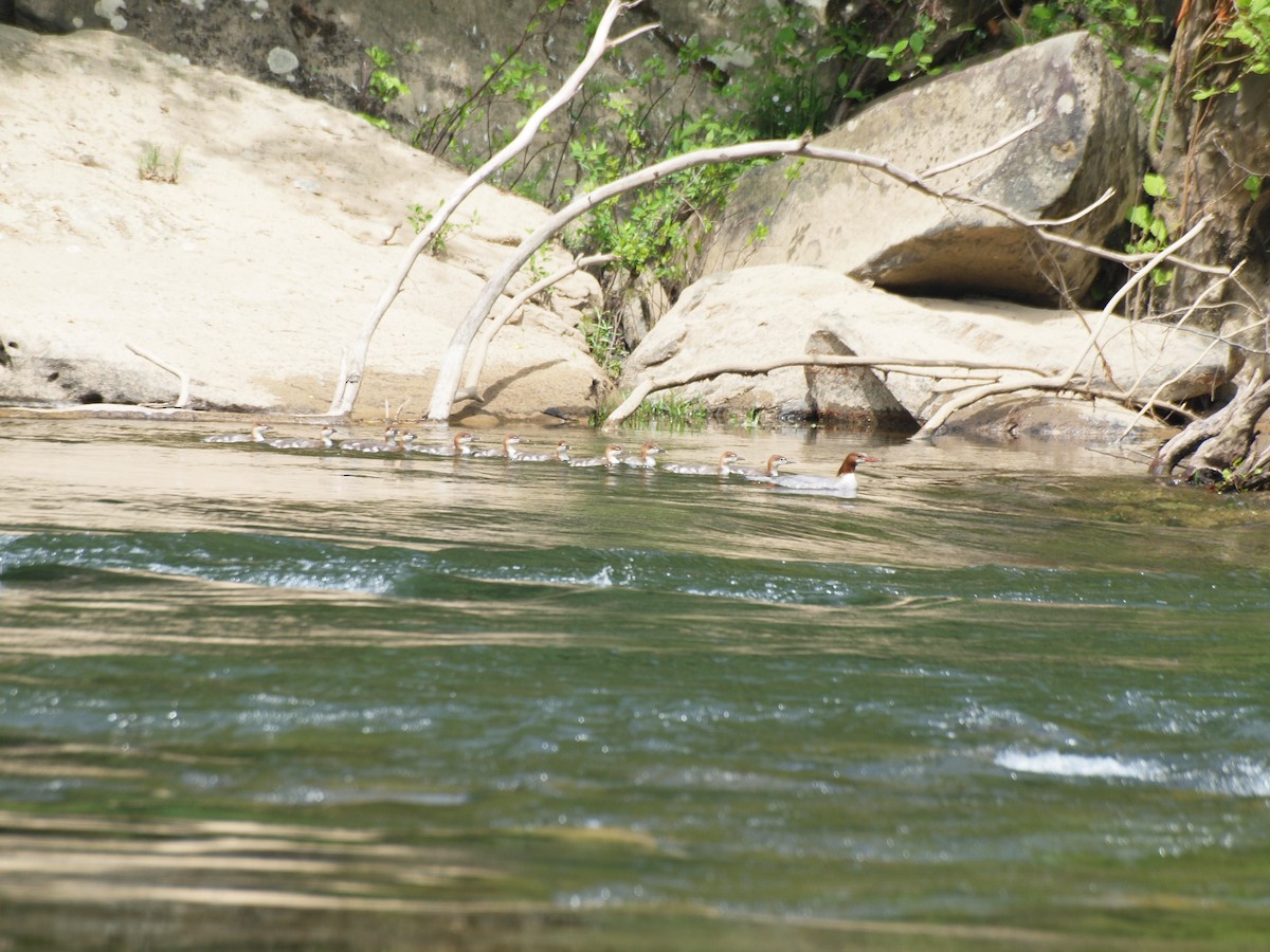 Common Merganser - ML100700011