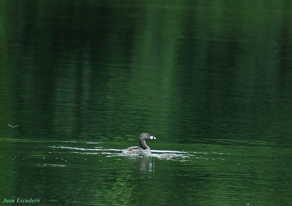 Pied-billed Grebe - Juan Escudero