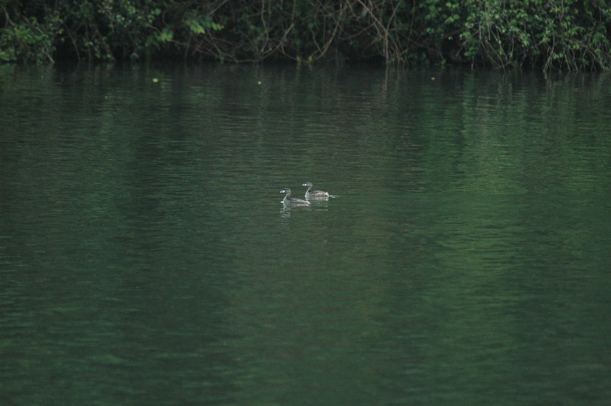 Pied-billed Grebe - Juan Escudero