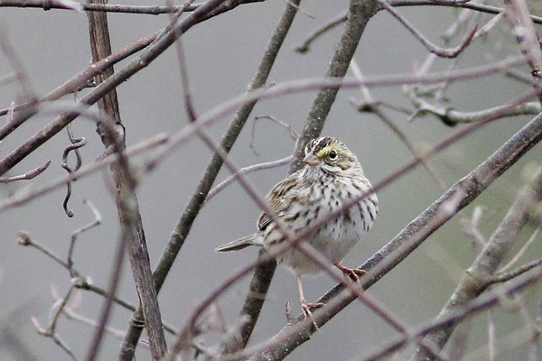 Savannah Sparrow - ML100702521