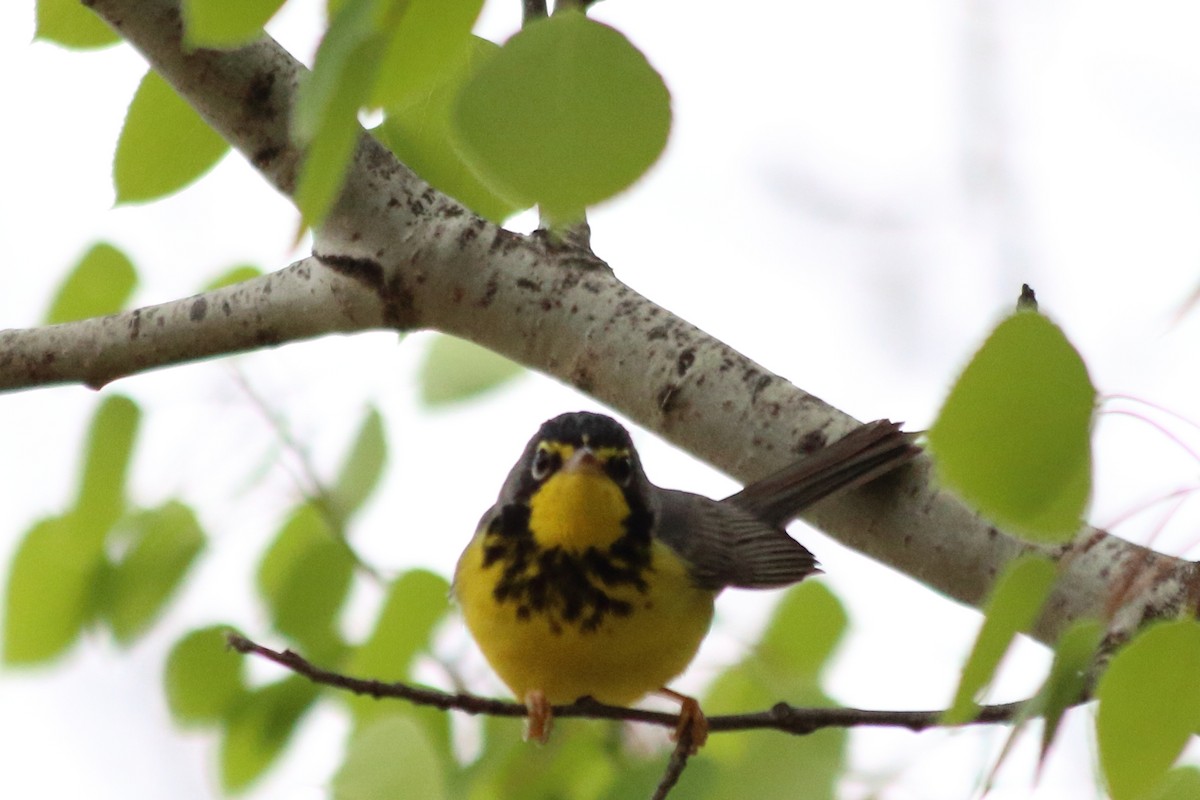 Canada Warbler - Jose Castro